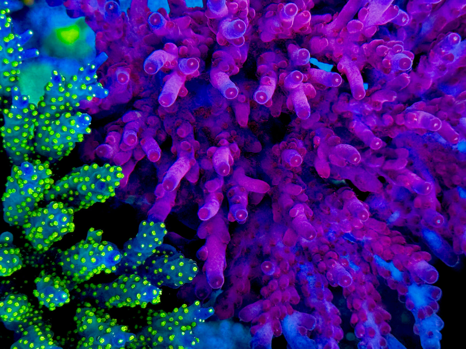 CC Hellboy Granulosa Acropora