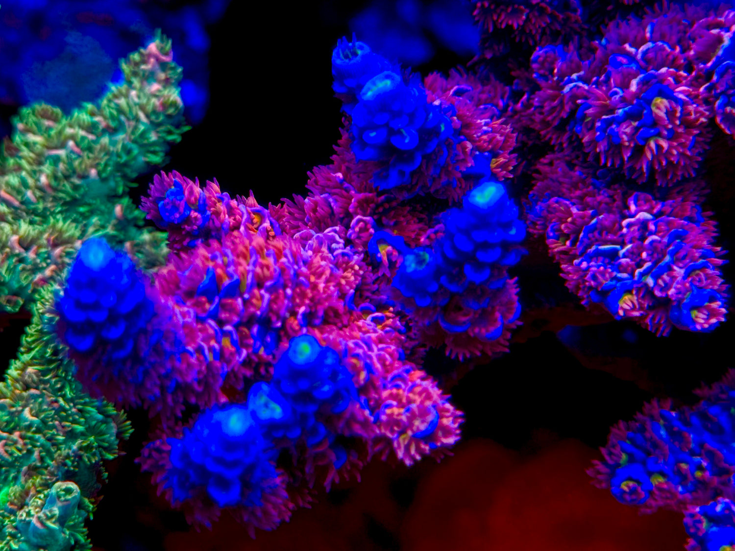 Bioreef Wonderboy Acropora