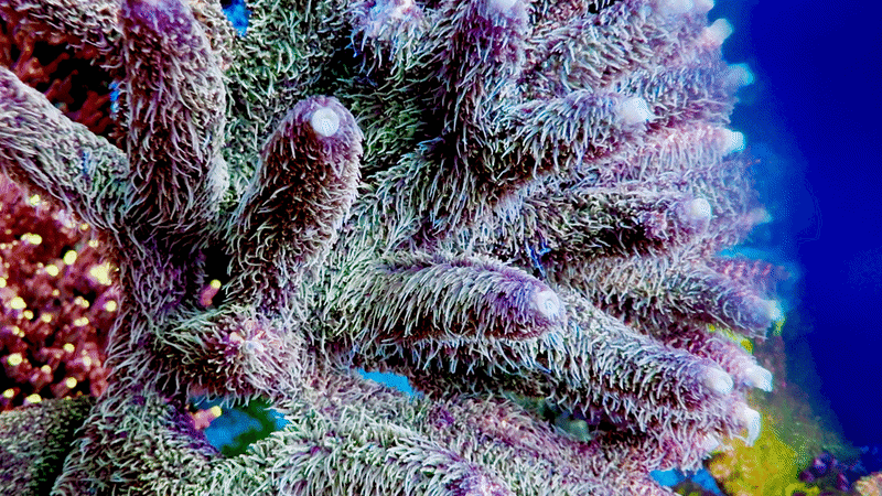 CCH Chewbacca Millepora Acropora