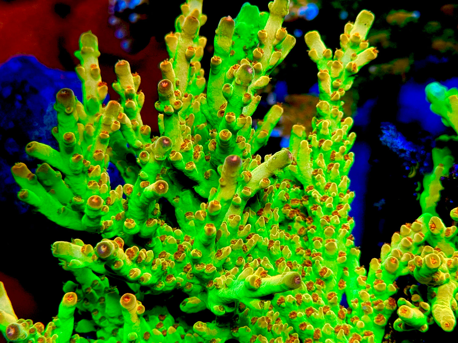 WWC Budgie Smuggler Acropora