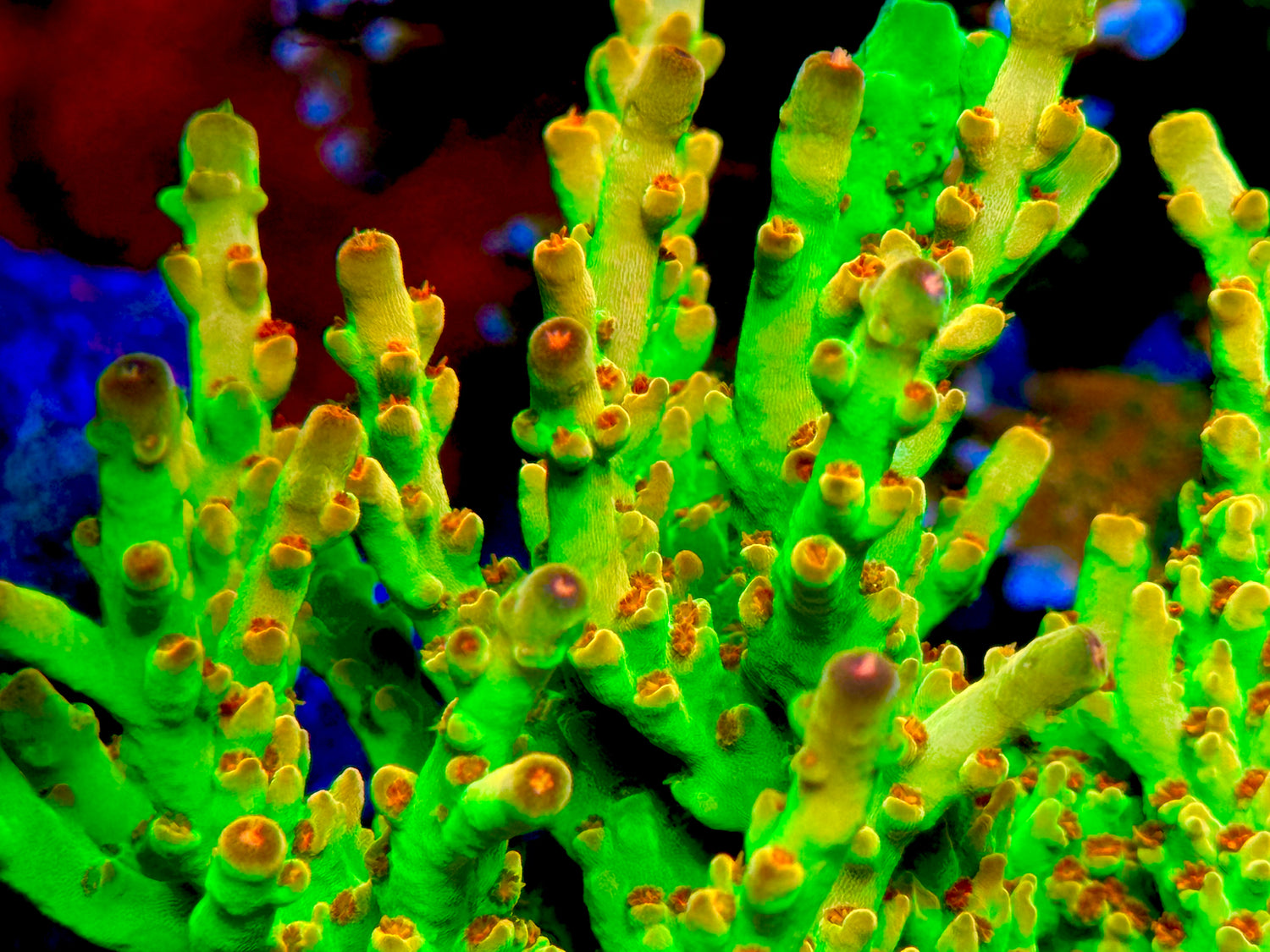WWC Budgie Smuggler Acropora