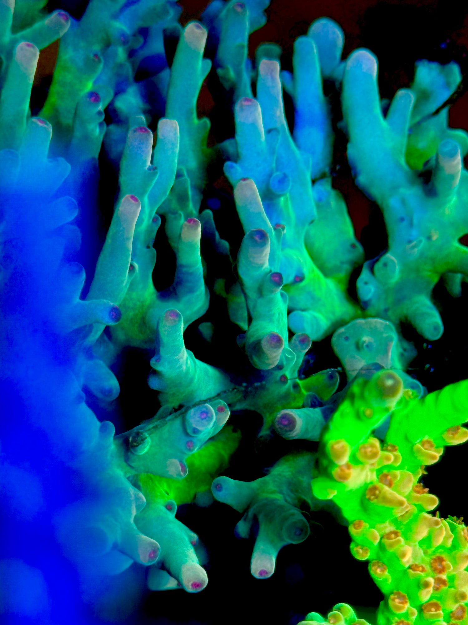 Deepwater Grafted Lokani Acropora