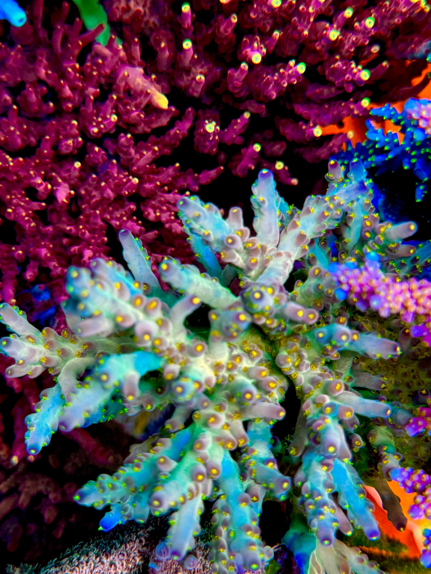 CCH Icarus Acropora