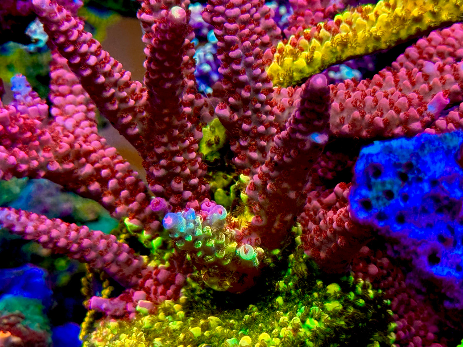 PC Rainbow Splice Acropora