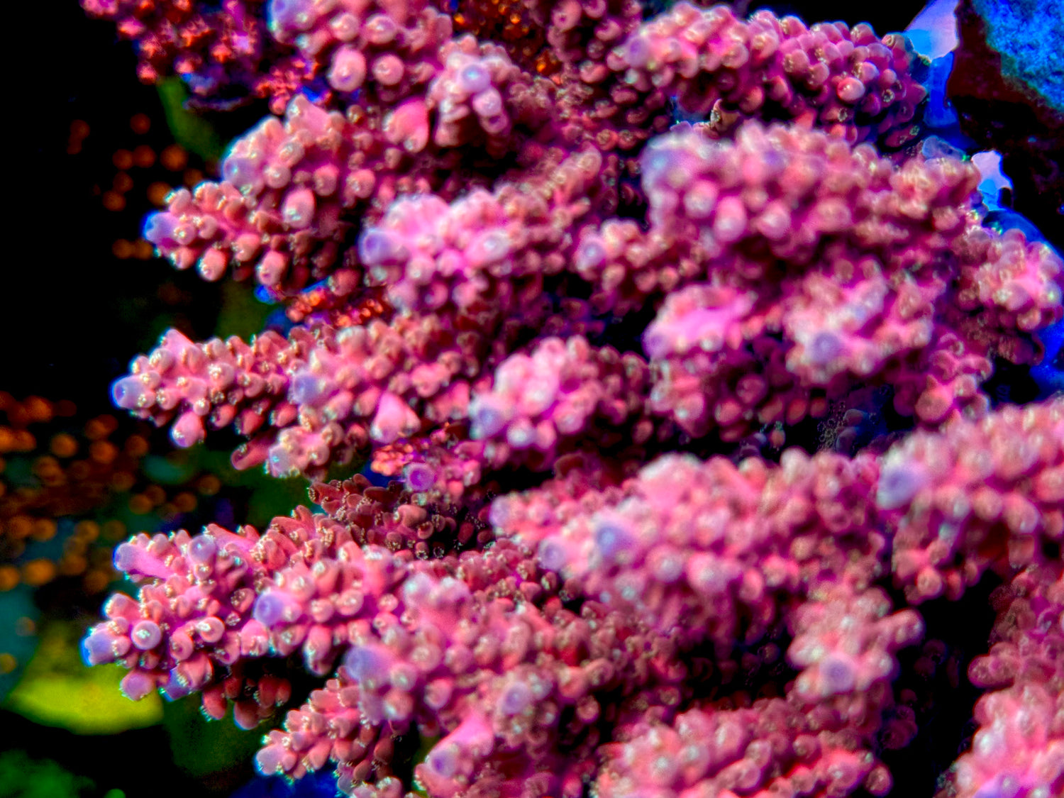 POTO Flamethrower Acropora