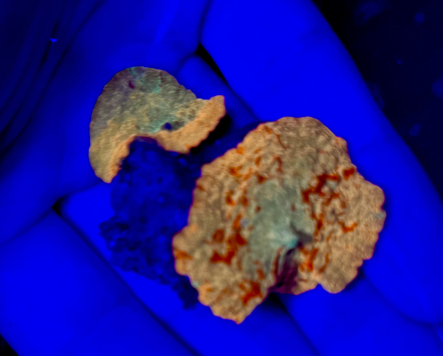 Poletti Lineage Jawbreaker Mushroom Mini Colony