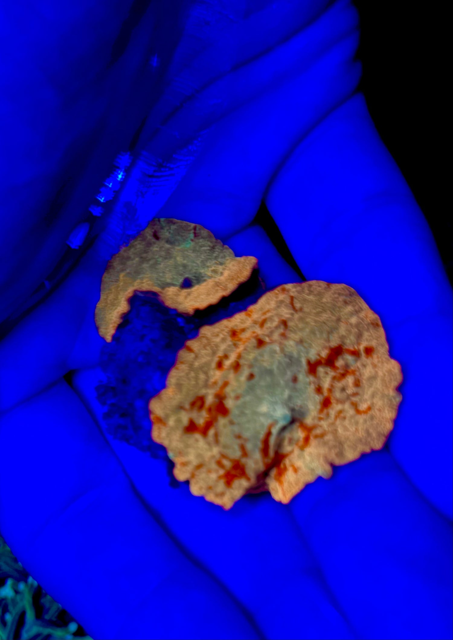 Poletti Lineage Jawbreaker Mushroom Mini Colony