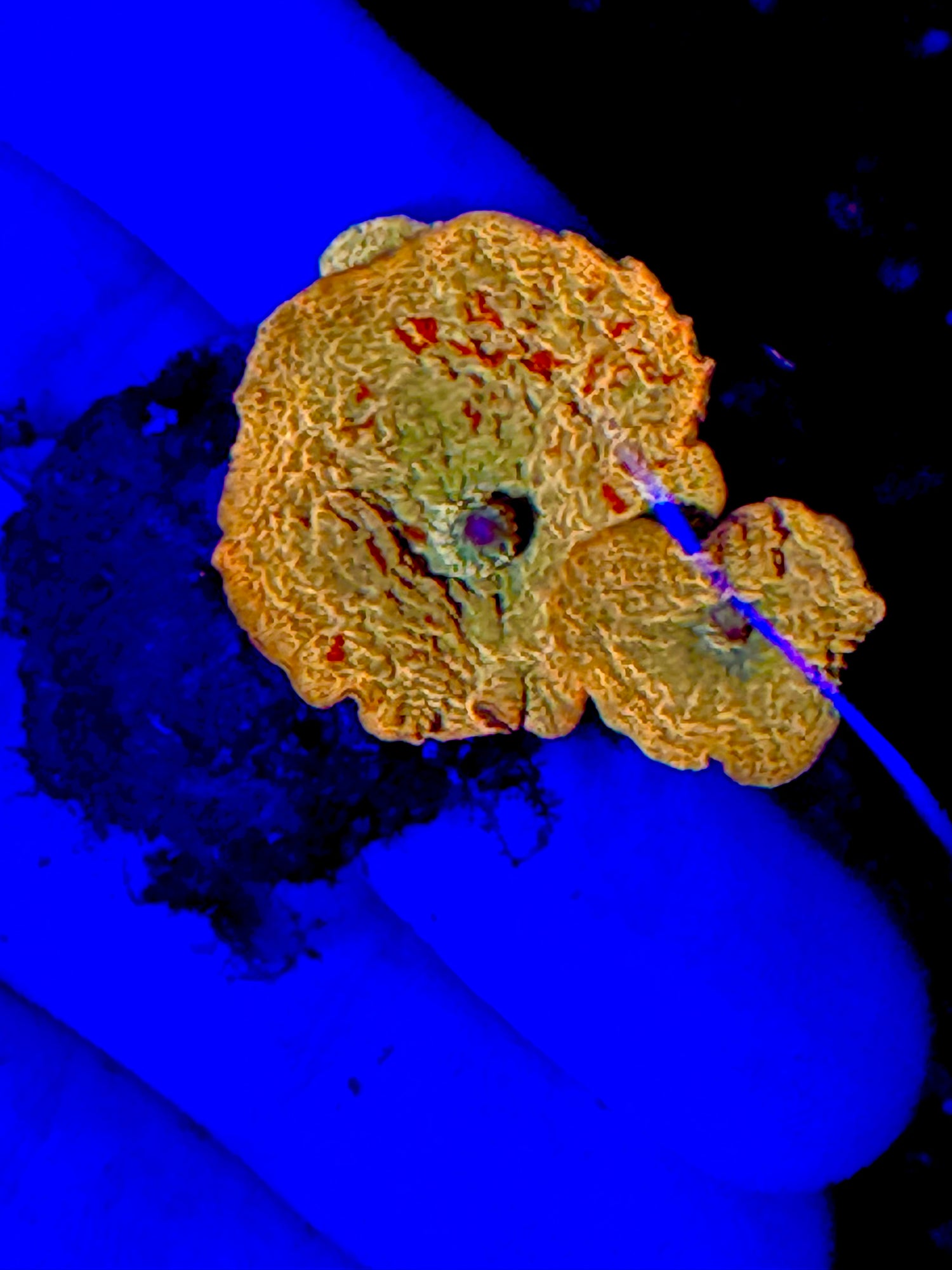 Poletti Lineage Jawbreaker Mushroom Mini Colony (Copy)