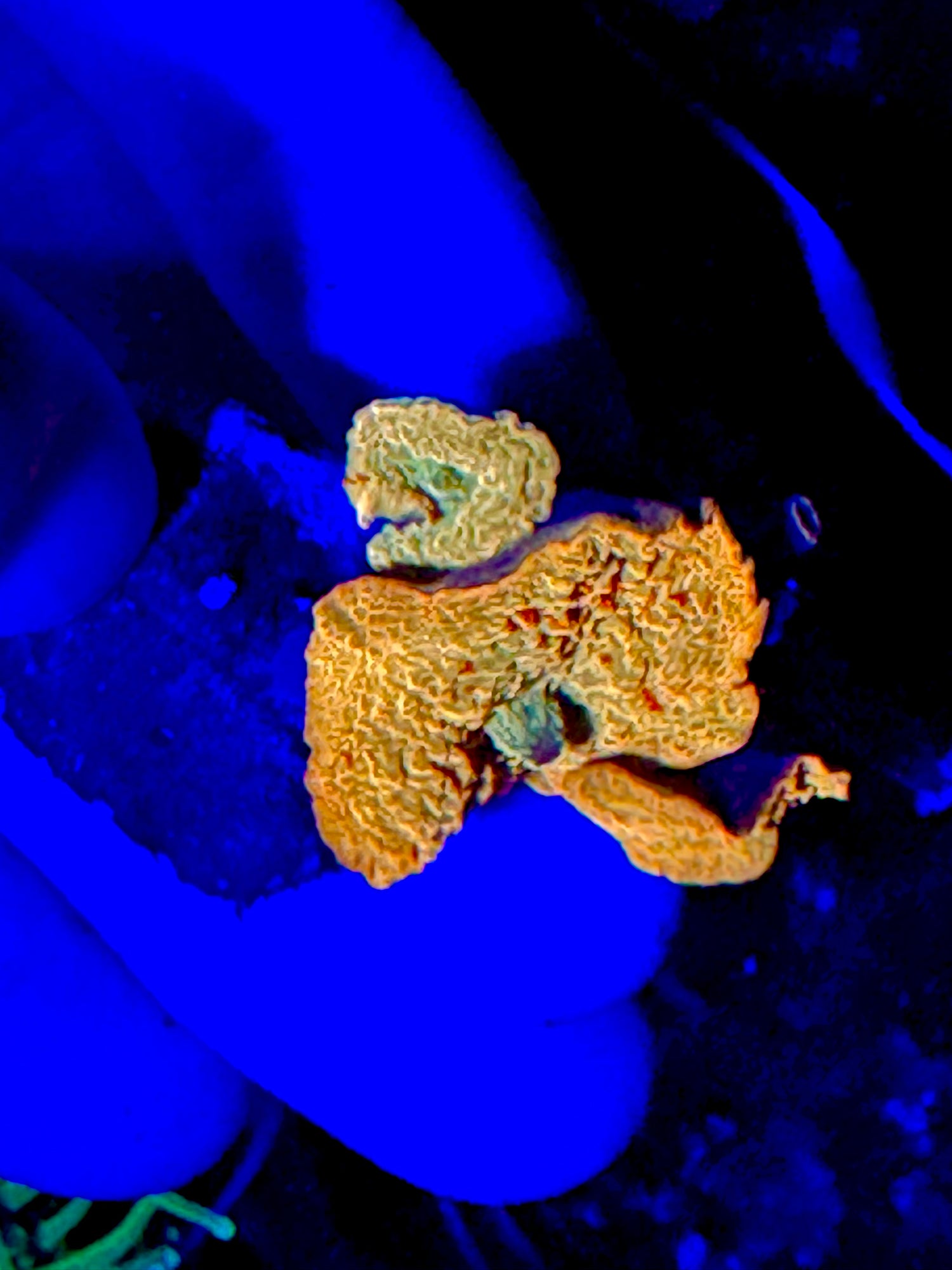 Poletti Lineage Jawbreaker Mushroom Mini Colony (Copy)
