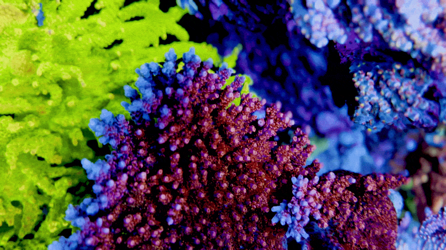 TSA Optimus Prime Acropora