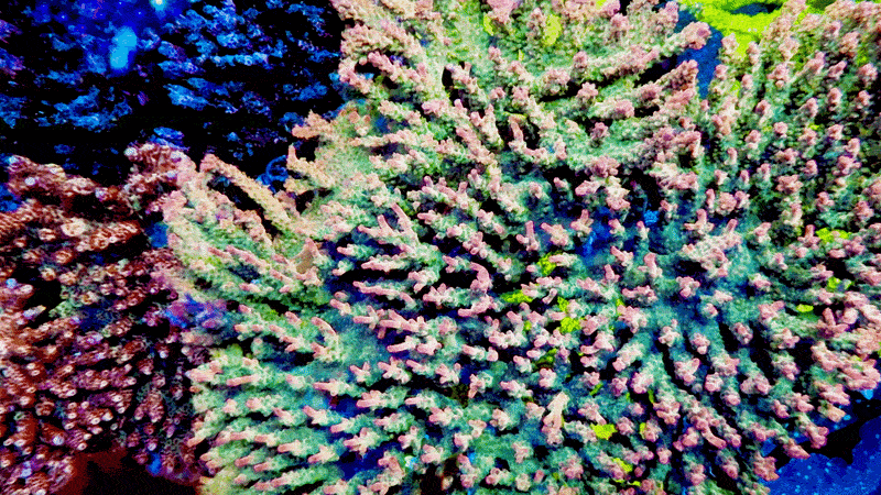 Vivid’s Confetti Acropora