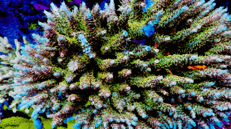 POTO Mufasa Acropora
