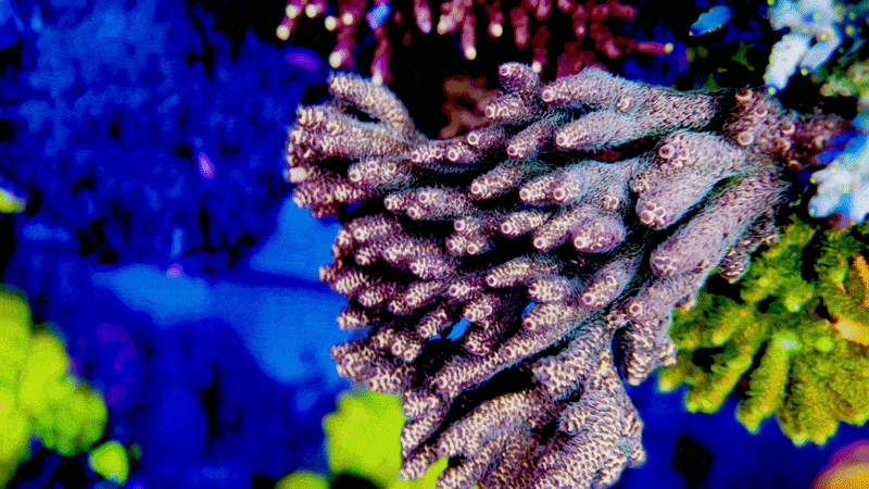 Megatron Rainbow Millepora Acropora