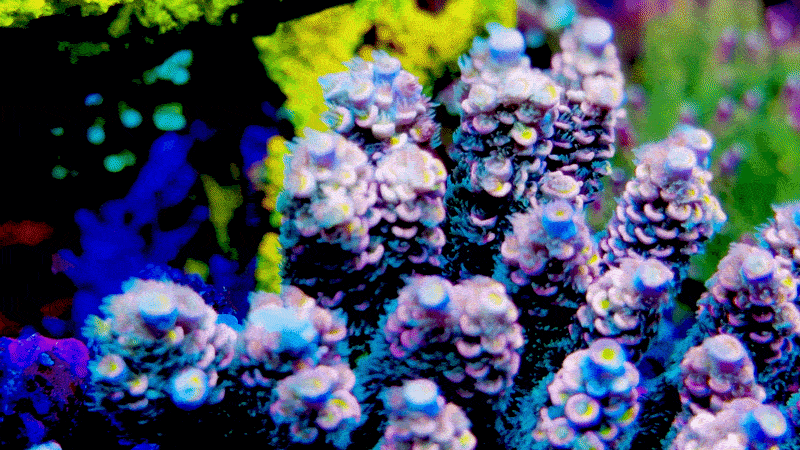 Rainbow Unicorn Malaysian Tenuis Acropora