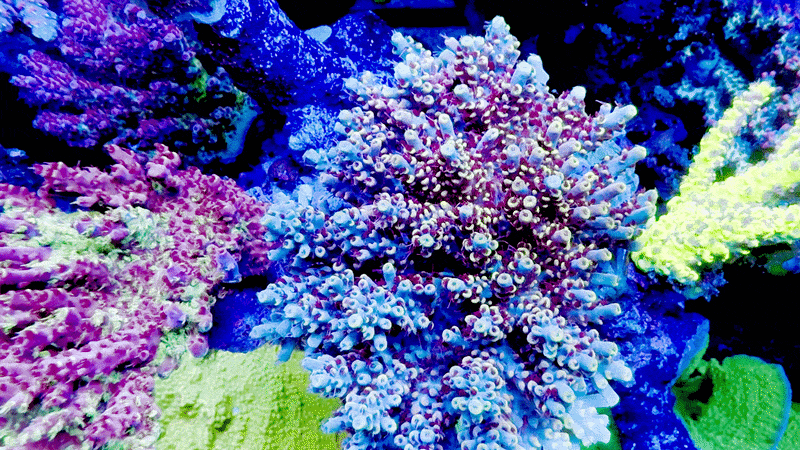 RMF Tigers Blood Acropora