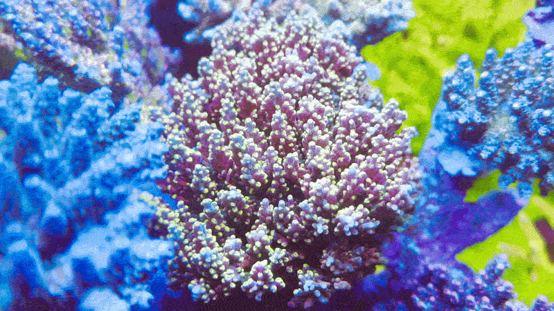 RR Firecracker Acropora