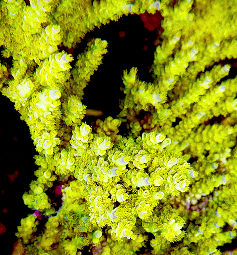 SC Orange Passion Acropora