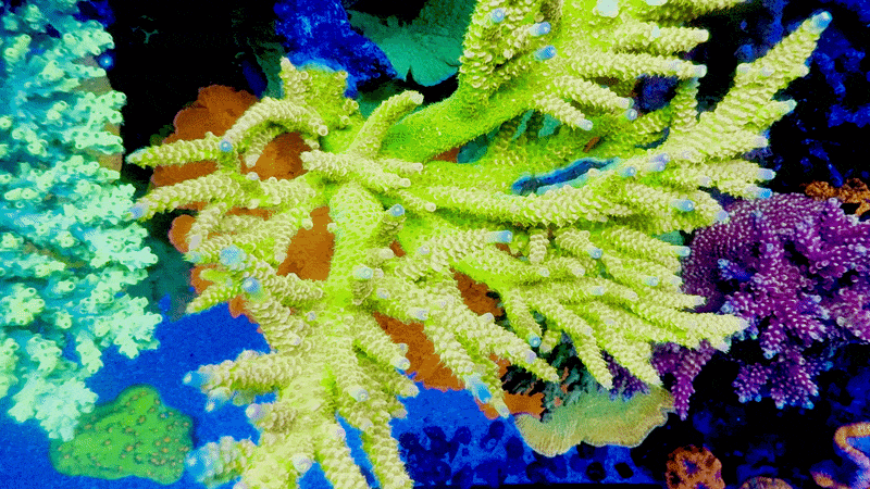 Walt Disney Acropora