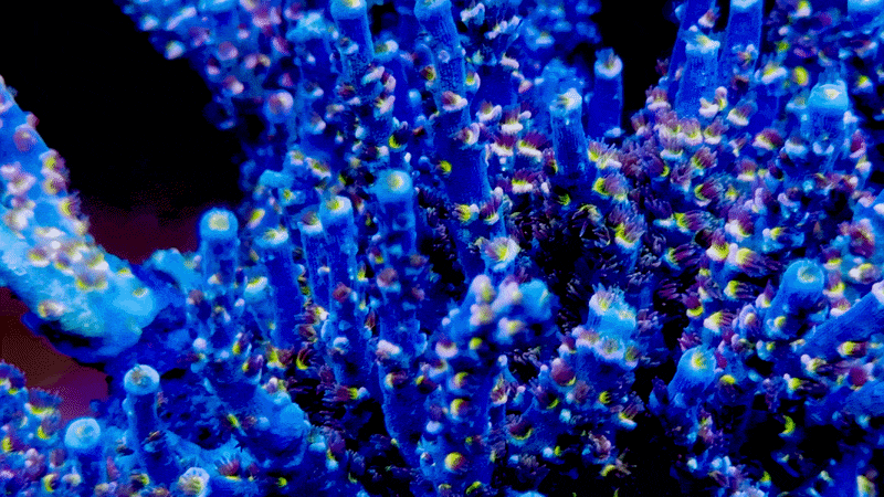 POTO Goofy Homewrecker Acropora