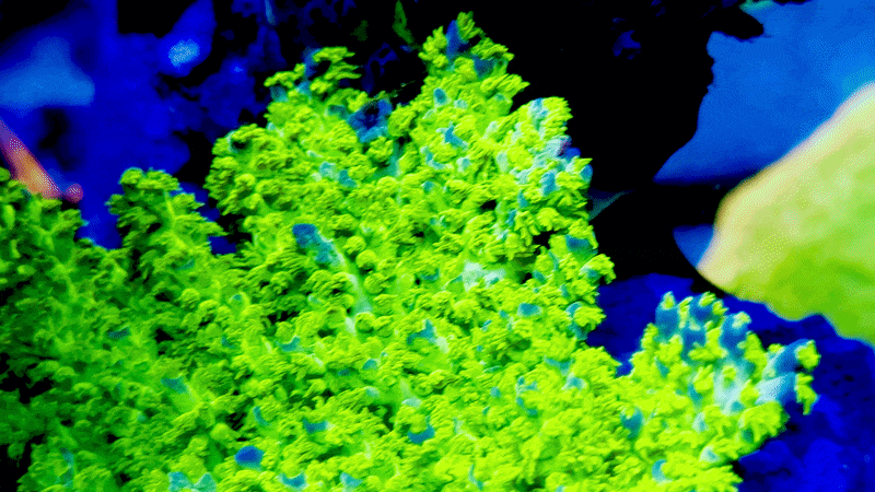 RRC Marvin the Martian Acropora