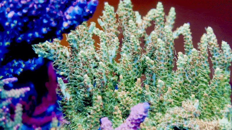 818's Tangerine Sky Acropora