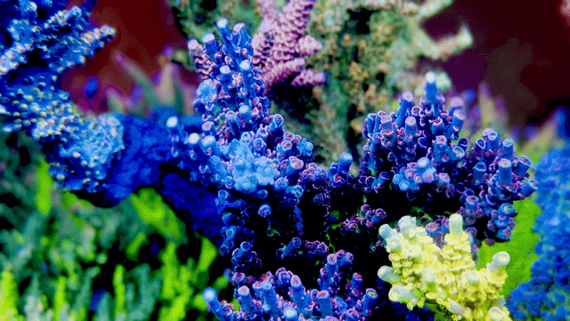 JF Sunday Driver Acropora Tenuis
