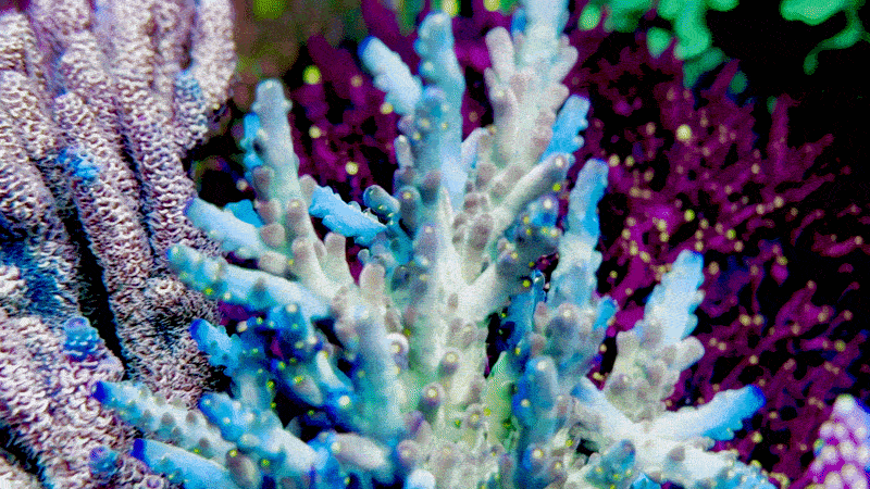 CCH Icarus Acropora