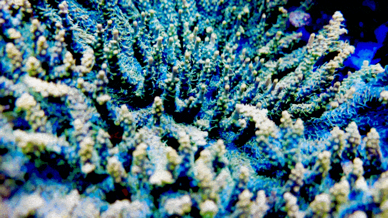 CB Tangerine Dreams Acropora