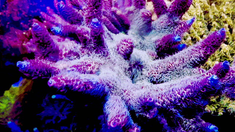 CCH Chewbacca Millepora Acropora
