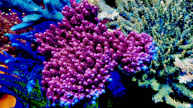 UC Dip n' Dots Acropora