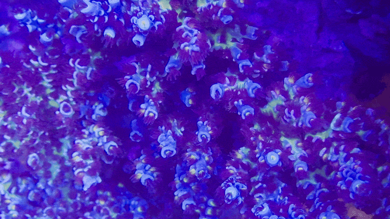 RR Lady in Pink Acropora Tenuis