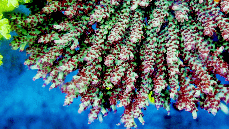 WWC Strip Tease Acropora