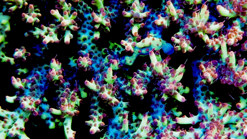 Aussie Strawberry Shortcake Acropora
