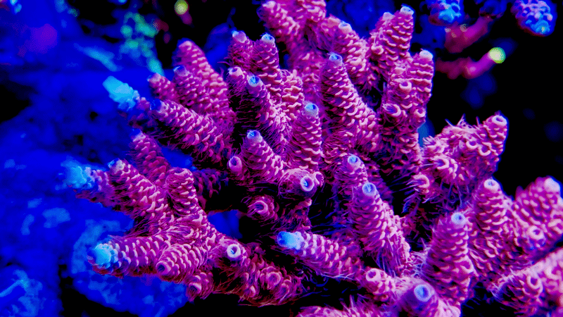TGC Red Wing Millepora Acropora