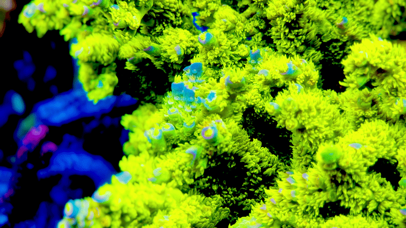 Jason Fox Homewrecker Acropora