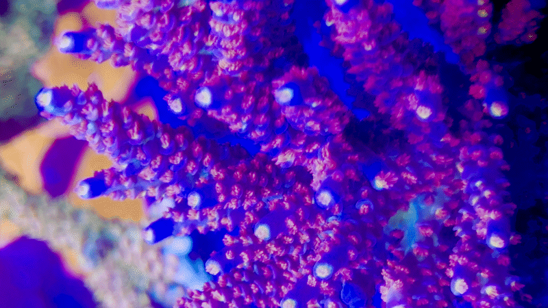 RRC Angry Birds Acropora Tenuis