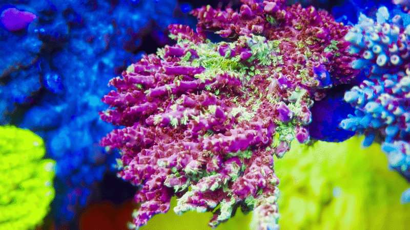 TCK Grafted Kaleidoscope Acropora
