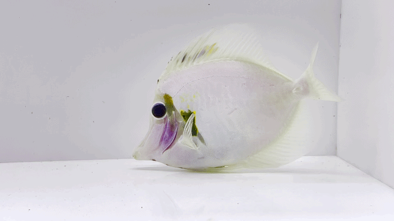 Tri Color Koi Scopas Tang