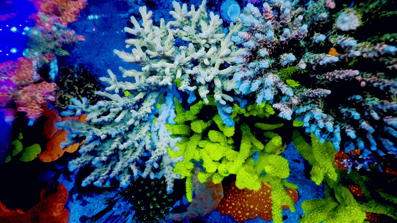 Jawdropper 2.0 Acropora