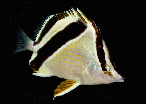 French Butterflyfish