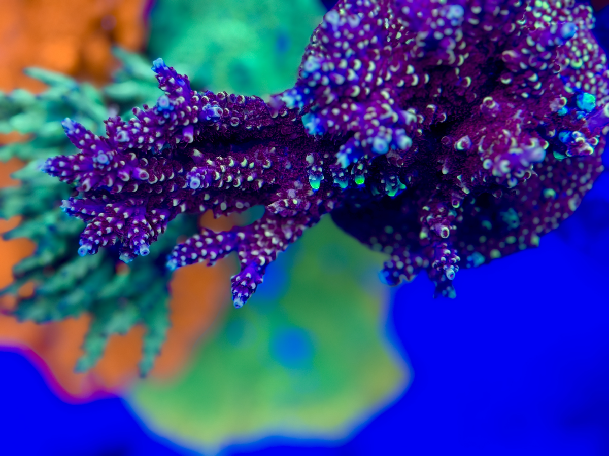 WWC Super Red Polyp Clathrata Acropora